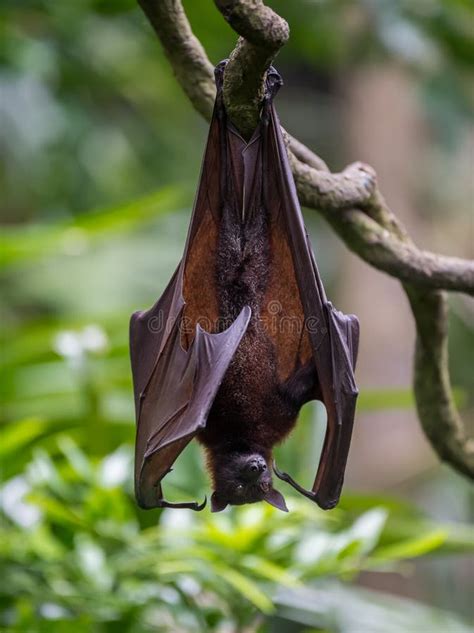 Cute Bat Hanging Upside Down On A Branch Singapore Stock Image Image