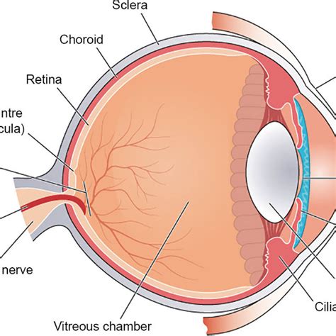 The Human Eye With The Cornea Lens Optic Nerve Retina And Fovea All