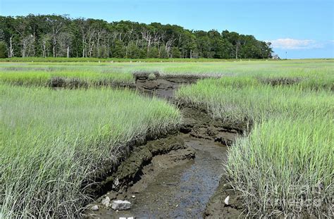 lush tidal landscape with marsh grass and tributaries photograph by dejavu designs fine art