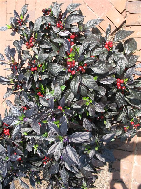 Bushy well branched plants ideal in containers hot. Online Plant Guide - Capsicum annuum 'Black Pearl' / Black ...