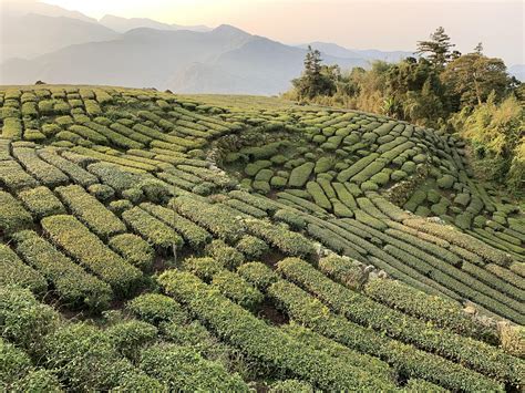 Tea Plantation At Alishan Taiwan Rtea