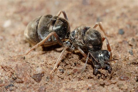 Filemeat Eater Ant Qeen Excavating Hole Wikipedia