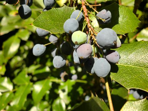 Blaue Beeren Foto & Bild | pflanzen, pilze & flechten, natur Bilder auf ...