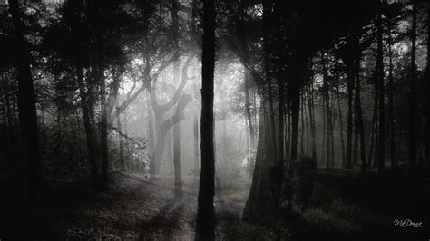 Scary Woods Wallpapers Wallpaper Cave