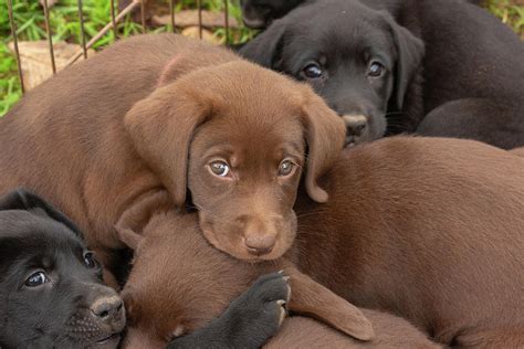 Pictures of chocolate lab puppies. Chocolate Labrador Retriever Puppy Photograph by Linda Arndt