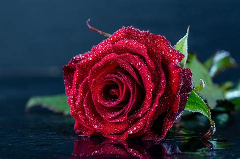 Wallpaper Roses Dark Red Drops Flower Closeup