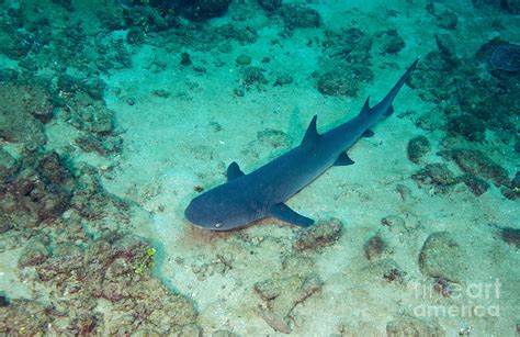 A Whitetip Reef Shark Laying Photograph By Michael Wood