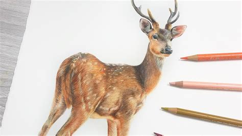 How To Draw A Deer In Colored Pencil Youtube