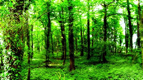 Free Download From Wallpapers Nature Wallpaper Dark Green Forest