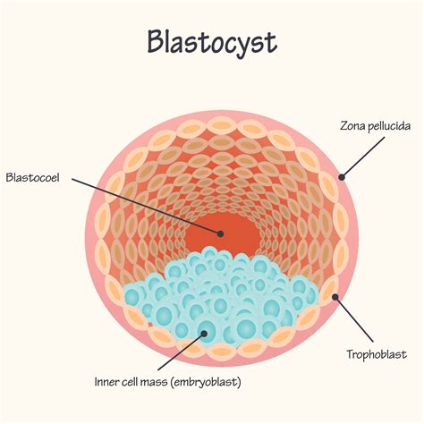 Pgs Pgd And Embryo Biopsy