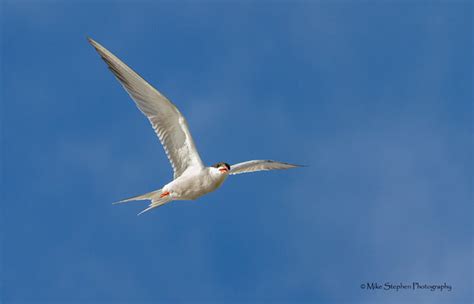 Common Tern In Flight 1 Mike Stephen Flickr