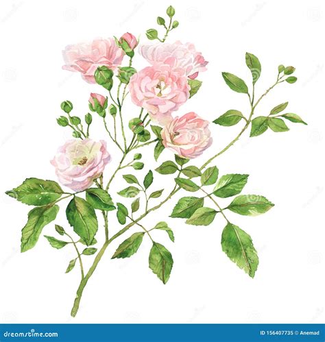 Roses Watercolor Botanical Illustration Stock Illustration