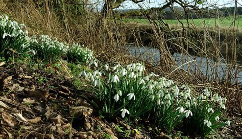 Snowdrops Beside The Water Of Girvan Mary And Angus Hogg Cc By Sa 2 0
