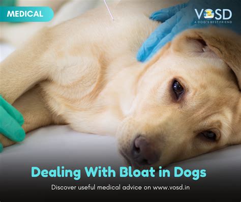 Can Dogs Die From Bloat