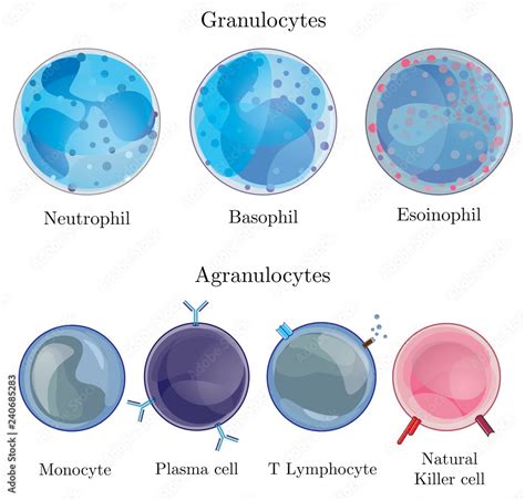 Granulocytes And Agranulocytes