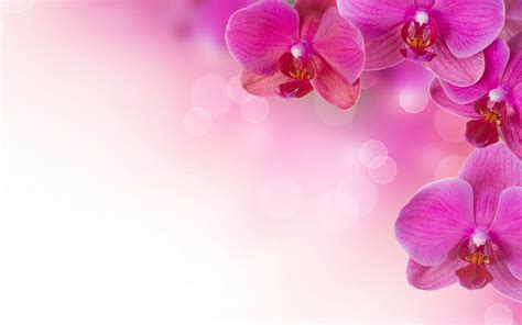 Pink Flower Images Backgrounds Wallpaper Cave