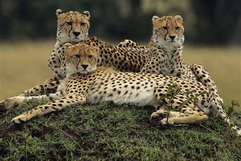 Majete Wildlife Reserve gets cheetahs after almost twenty years | Times of India Travel
