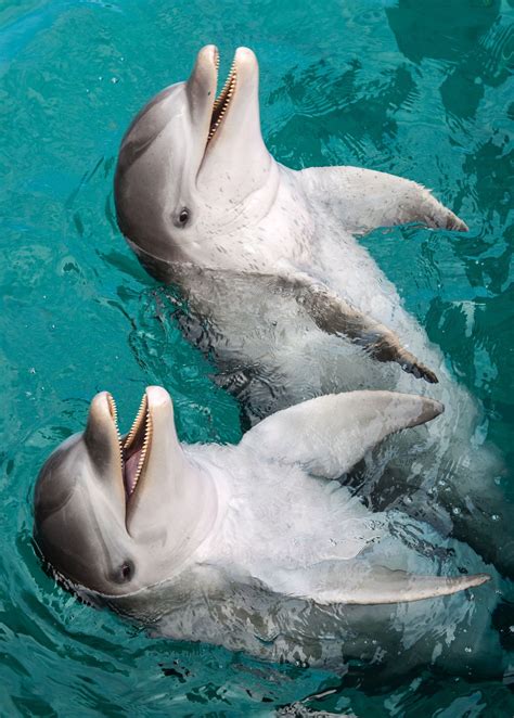 Delfines Underwater Animals Sea Animals Animals