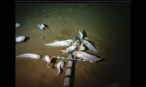 電子版 マリアナ海溝で水深8000mに新種深海魚－米ハワイ大など 科学技術・大学 ニュース 日刊工業新聞 電子版