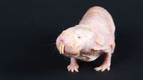 Once Thought Immune To Cancer Naked Mole Rats Found With Tumors NOVA Next PBS