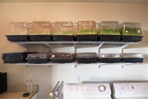 Diy hydroponic fodder system like this idea for year round lettuce. Reflections on Using a DIY Fodder System | Peak Prosperity