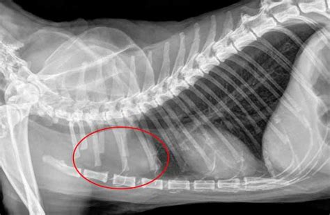 Learn How To Read A Cat X Ray Long Beach Animal Hospital