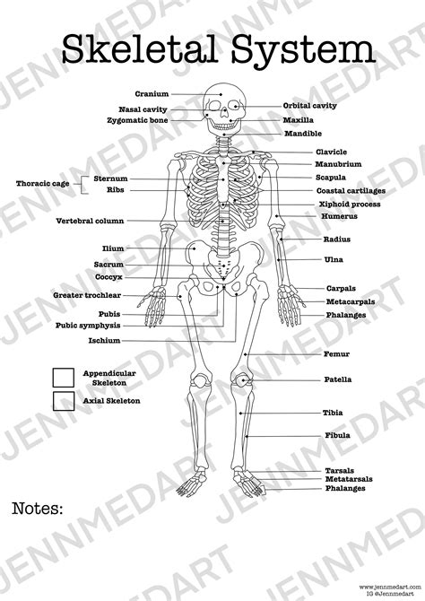 30 The Skeletal System Worksheet Answers Worksheets Decoomo