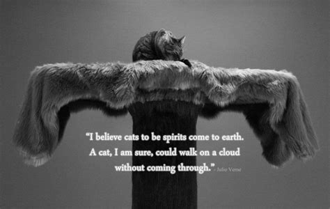 I Believe Cats To Be Spirits Come To Earth A Cat I Am Sure Could