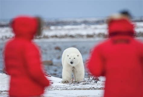 Polar Bear Migration Fly In Safari Webinar Arctic Kingdom