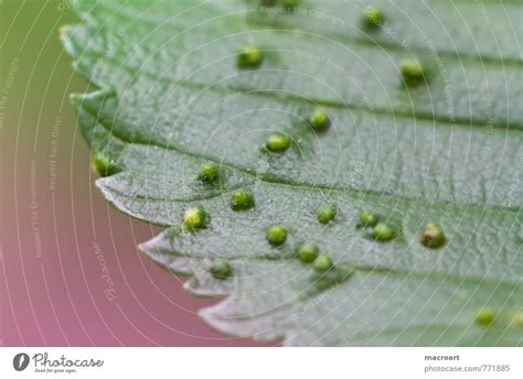Puberty Leaf Tree Parasite A Royalty Free Stock Photo From Photocase