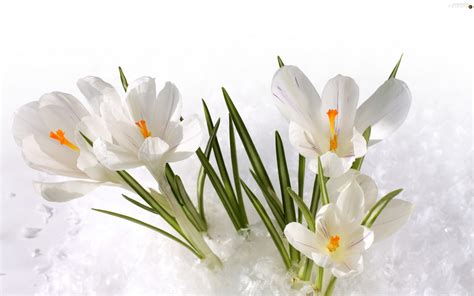 White Spring Snow Crocuses For Desktop Wallpapers