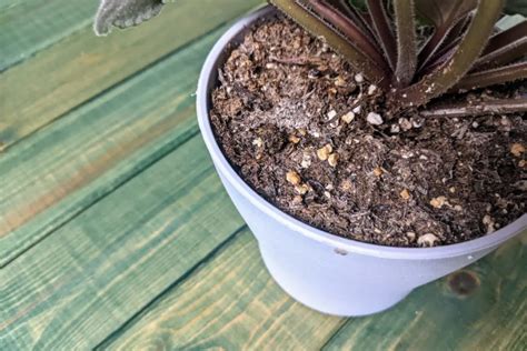 Why Is There White Mold On My Houseplant Soil And How Do I Fix It Diy Home