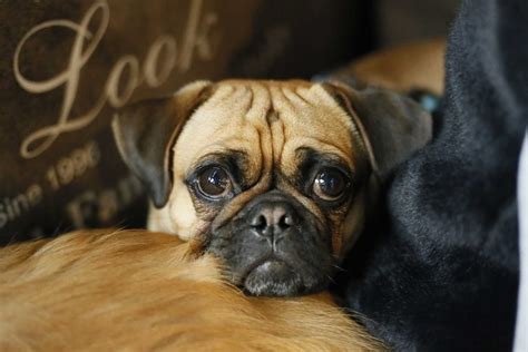 Pug Information About The Pug Dog Breed And Photos Dogandcat