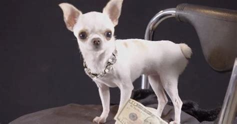 Meet The Worlds Shortest Dog Pearl The Chihuahua Holds A World Record