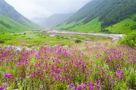 Le Parc National De La Vallée Des Fleurs En Inde Valley Of Flowers