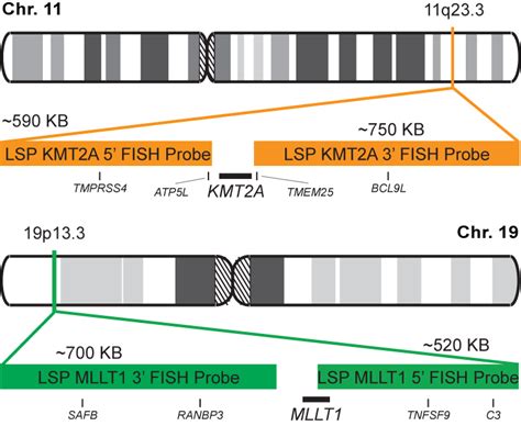 Kmt2a Mllt1 Dual Fusiontranslocation Fish Probe Kit Cytotest