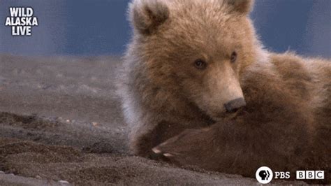Brown Bear S Find And Share On Giphy
