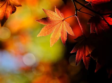 Wallpaper Windows 7 Autumn Wallpapers