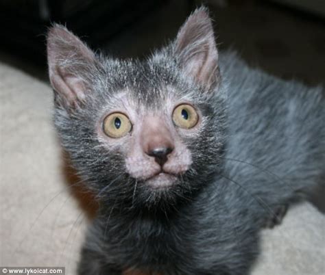 Breeders Develop Lykoi Cat That Looks Like A Werewolf And Acts Like A