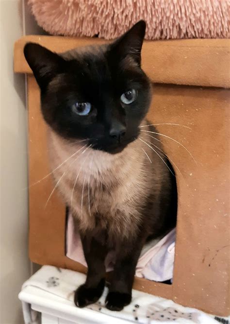 Simon Male Birman Cat In Qld Petrescue