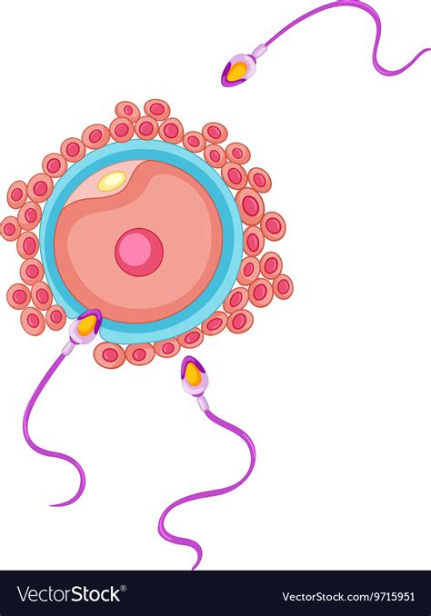 fertilization of human being royalty free vector image