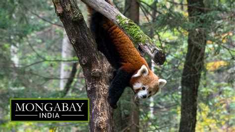 Saving India S Elusive Red Panda From Wildlife Crimes Youtube