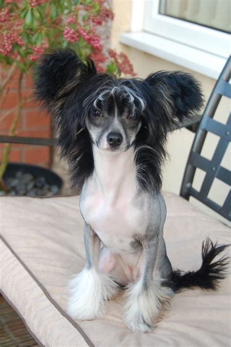 15 Amazing Facts You Didnt Know About The Chinese Crested Page 2 Of