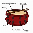 【El Tambor 】- Que es, Tipos, Partes, Origen, Caja y tambor ️