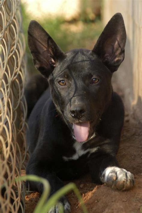 pharaoh hound pharaoh dog info temperament puppies pictures