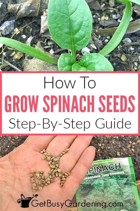 How To Grow Spinach From Seed: Step-By-Step | Growing spinach, Spinach
