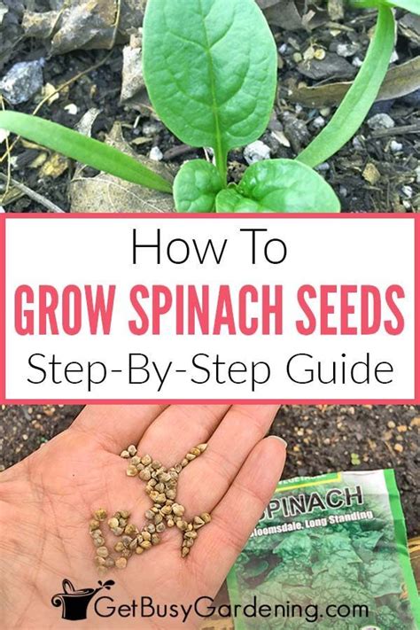 Its Not Too Difficult To Grow Spinach Seeds Once You Know How