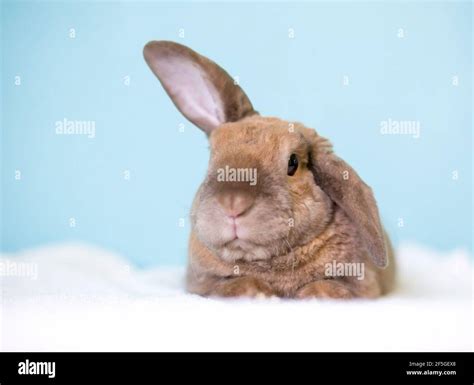 A Cute Brown Lop Eared Rabbit Holding One Ear Up And One Ear Down Stock