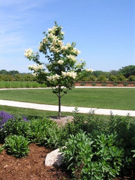 Japanese Tree Lilac Knechts Nurseries And Landscaping