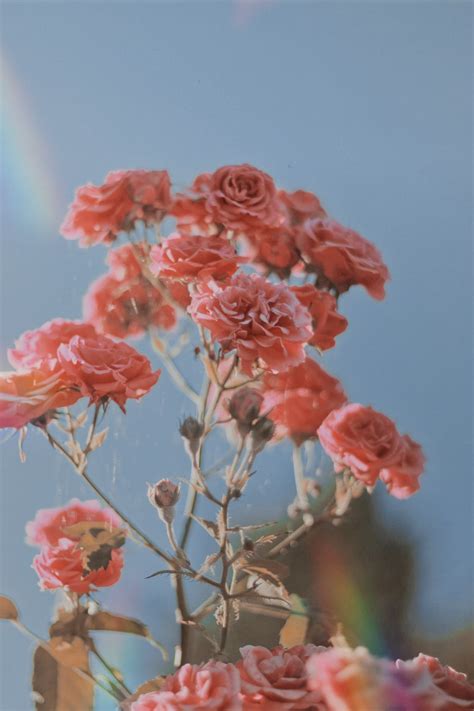 Pink Rose Flower Photo Free Flower Image On Unsplash Em 2020
